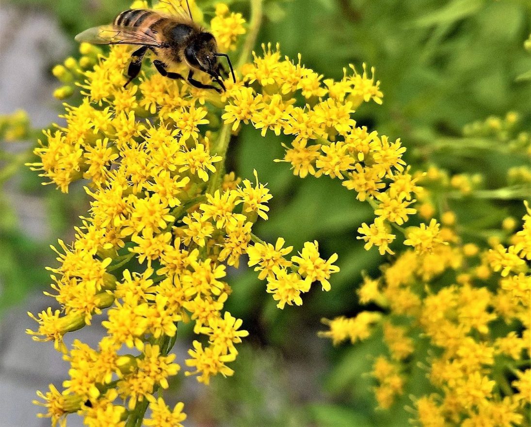 Goldrute – Gelbe Blüten-Power für Niere, Blase und Harnwege