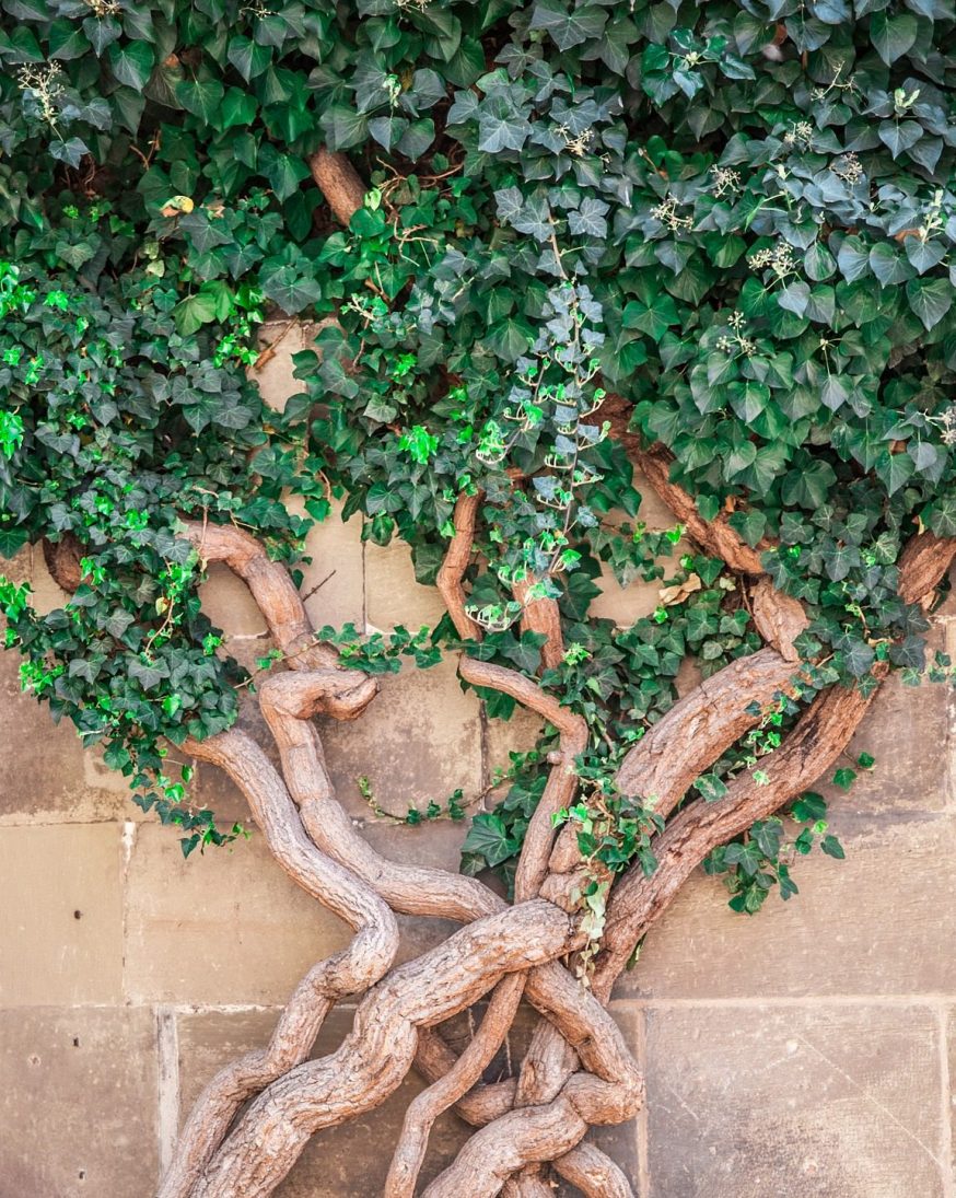 Efeu –  verdrehte Winterpflanze