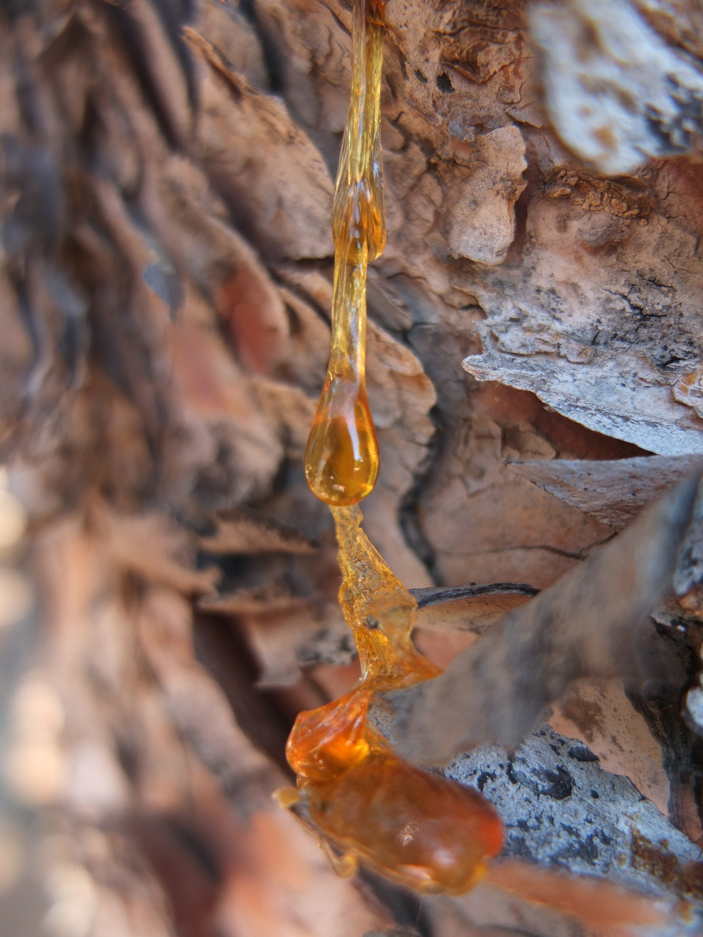 Baumpech für Glückssalbe