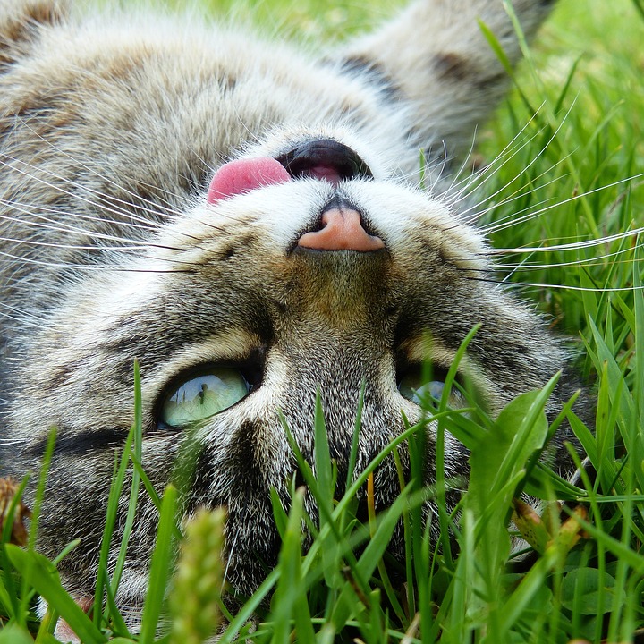 Kater-Kräuter