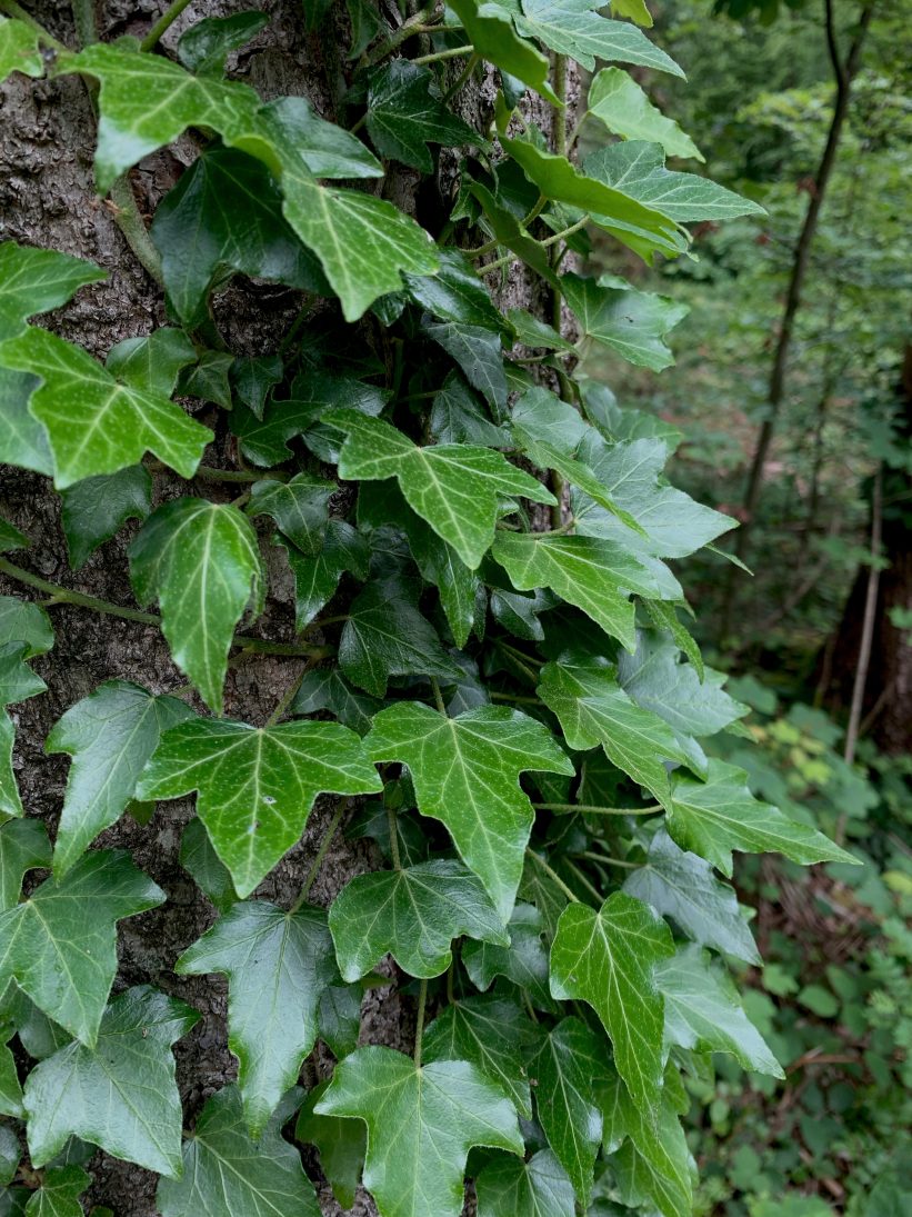 Efeu – immergrüner Kletterkünstler mit Eigenheiten