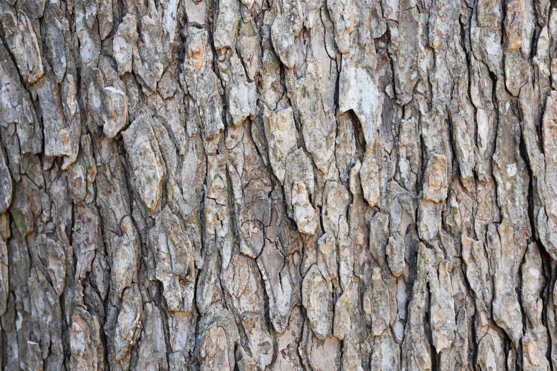 Ulmenrinde – Urkraft der Bäume nutzen